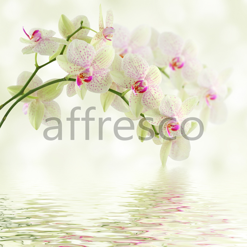 Ветка орхидеи над водой