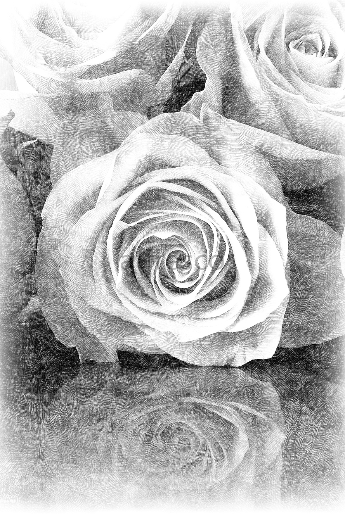 Рисунок розы
