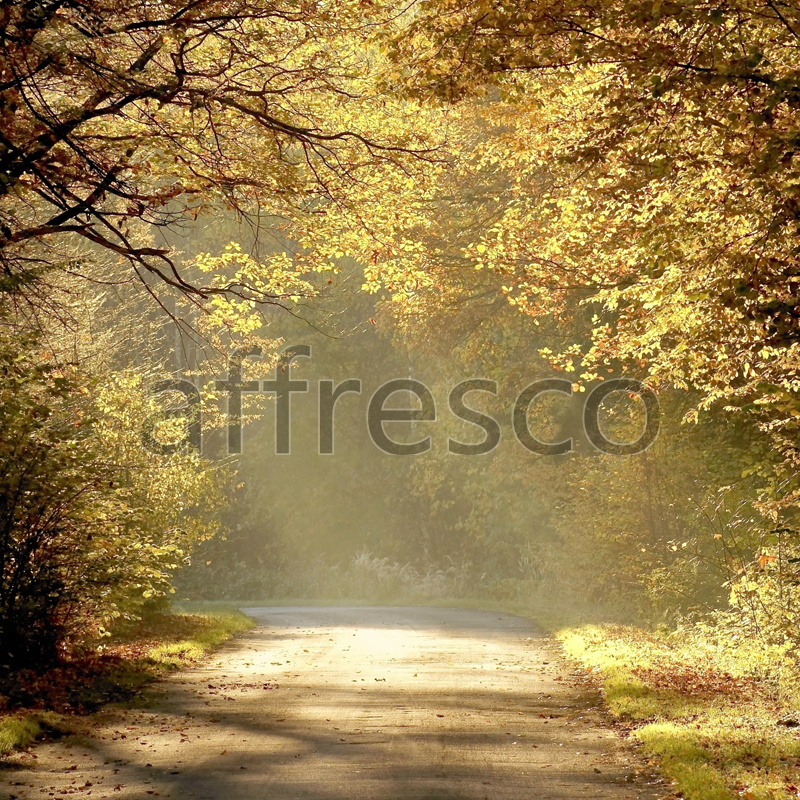 Фрески, Солнечная дорога в лесу