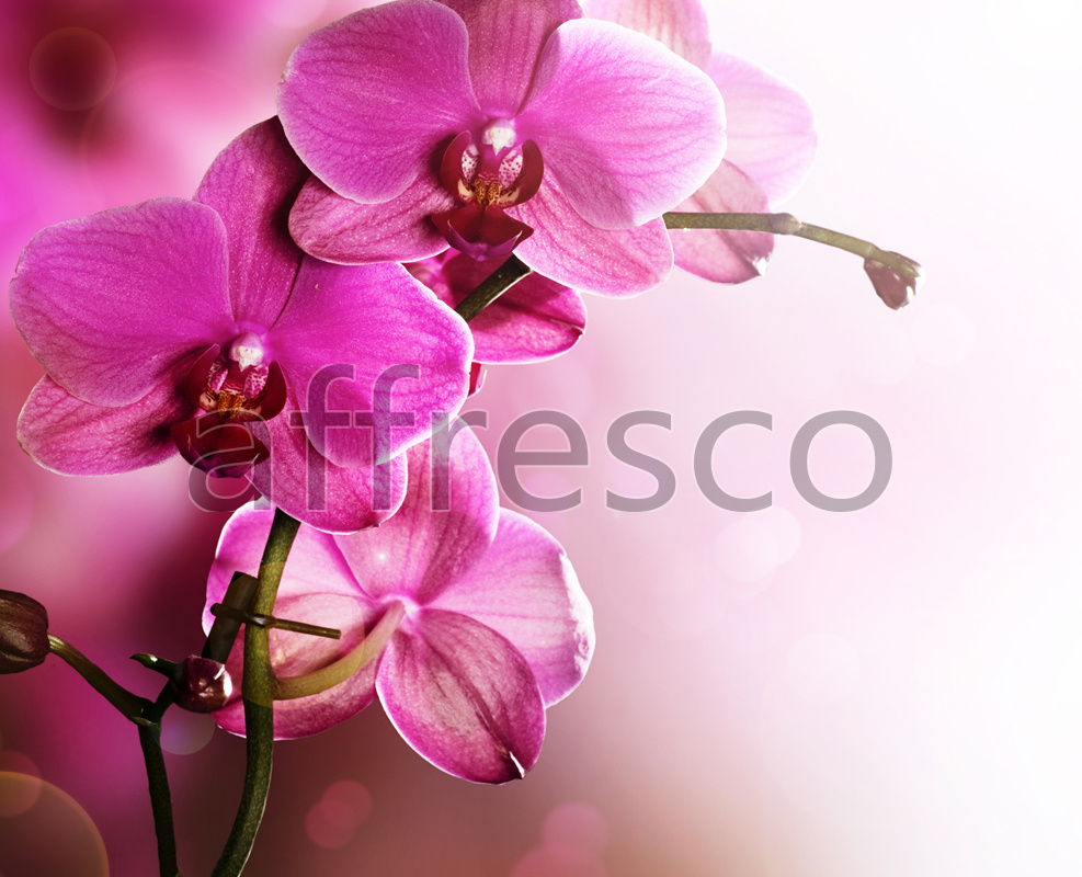 Ветка орхидеи макросъемка