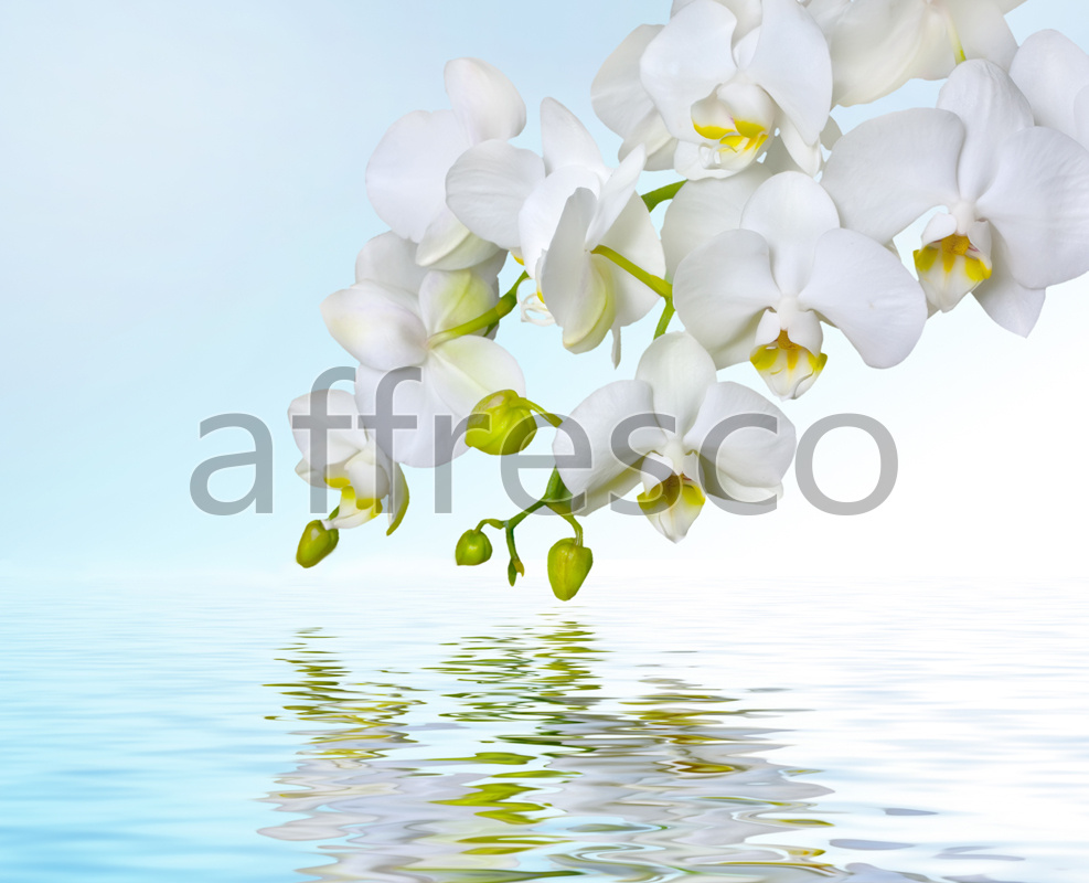 Отражение белой орхидеи