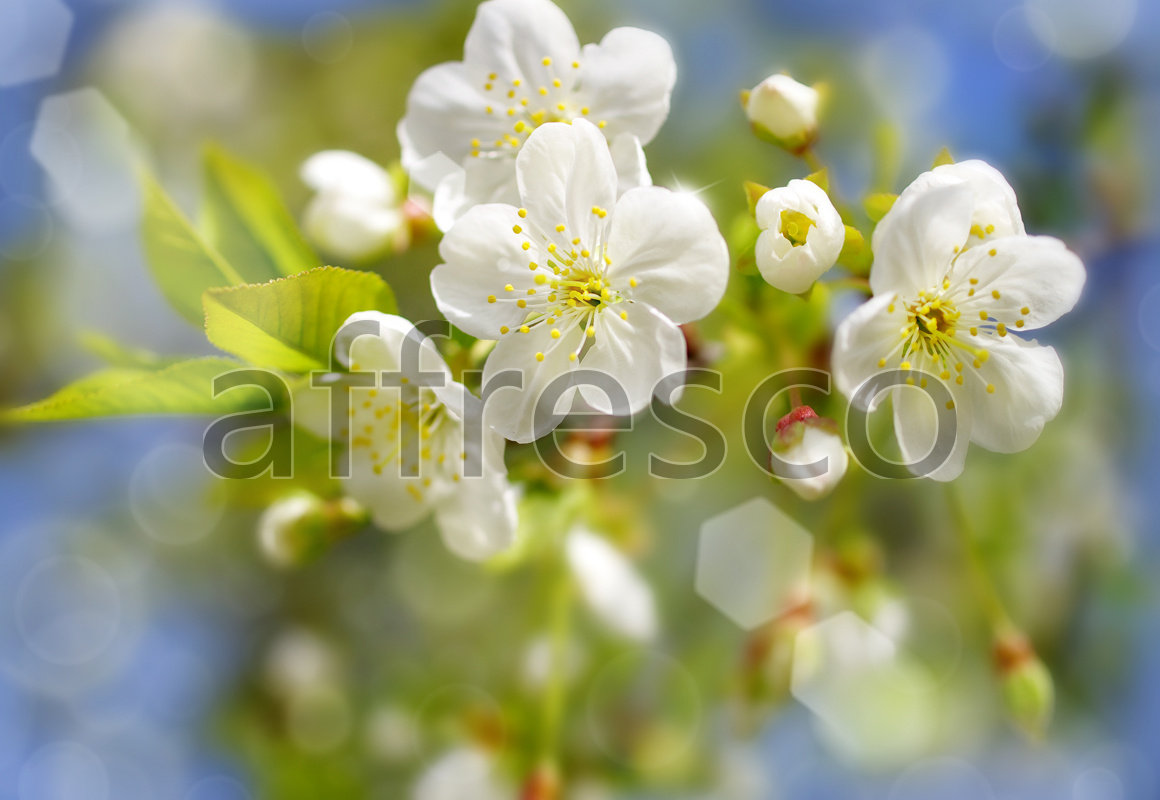 Цветы белой сакуры