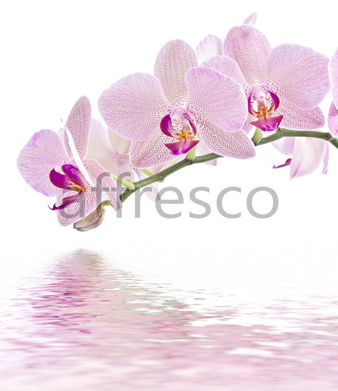 Веточка орхидеи над водой