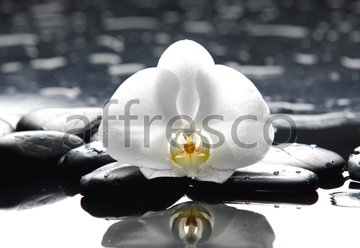 Цветок орхидеи на камнях
