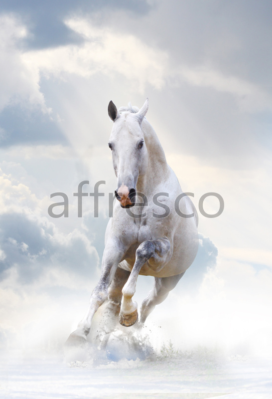 Фрески и фотообои, Белая лошадка