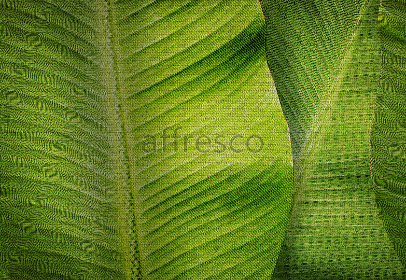 Фрески и фотообои, Тропические листья
