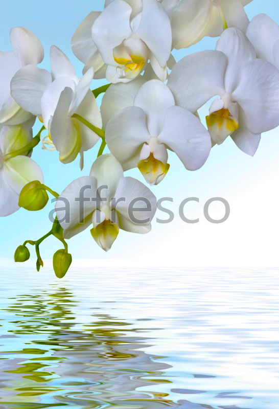 Ветка белой орхидеи над водой