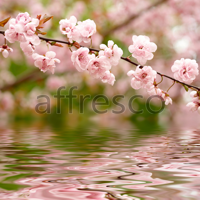 Розовая сакура у воды