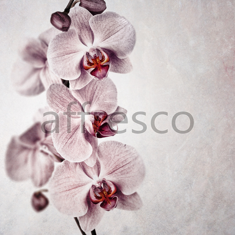Соцветия орхидеи