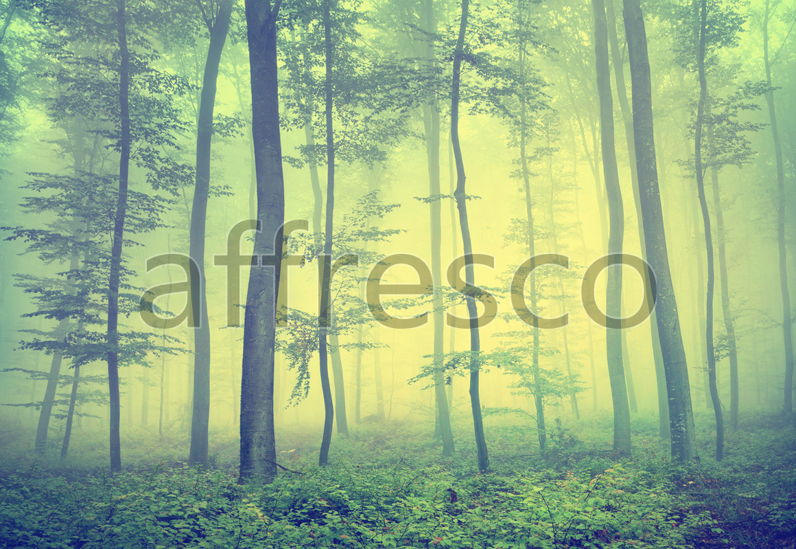 Фрески и фотообои, Деревья в тумане