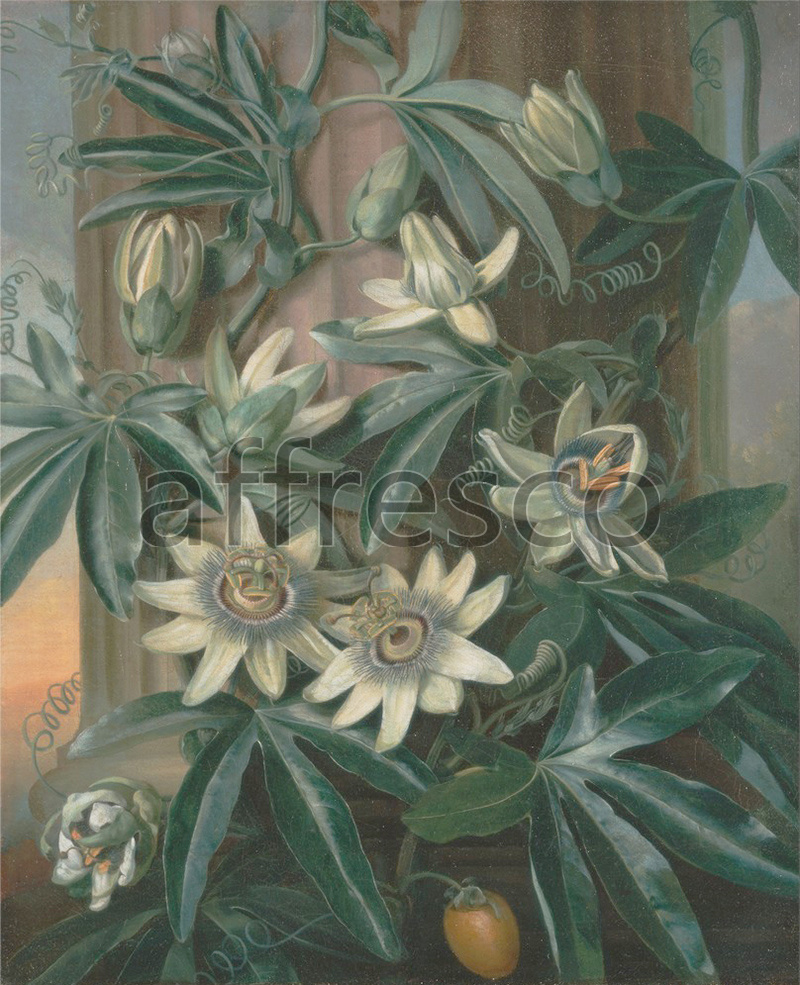 Каталог Аффреско, НатюрмортPhilip Reinagle, Blue Passion Flower for the Temple of Flora by Robert Thornton | арт. Philip Reinagle, Blue Passion Flower for the Temple of Flora by Robert Thornton