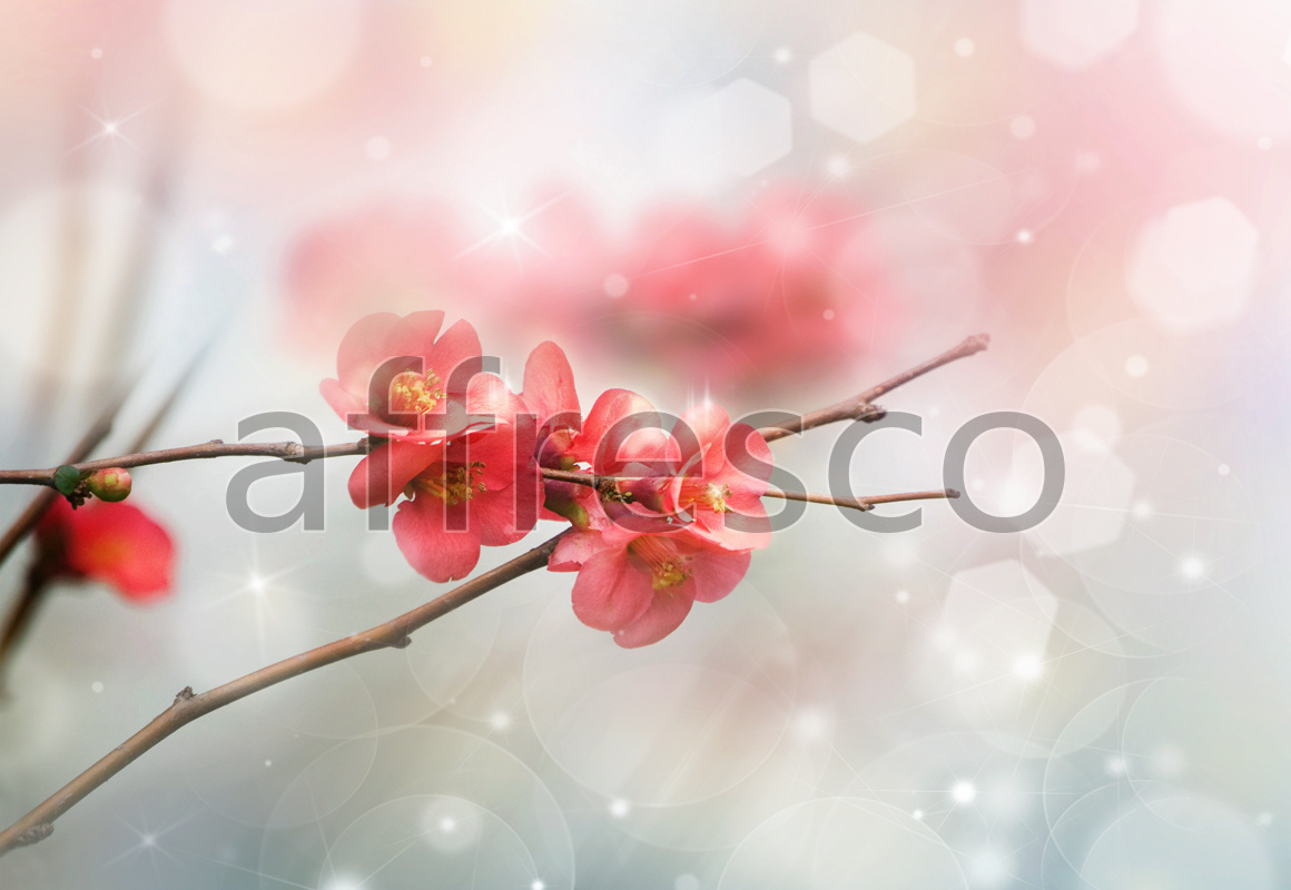 Цветочки сакуры макросъемка