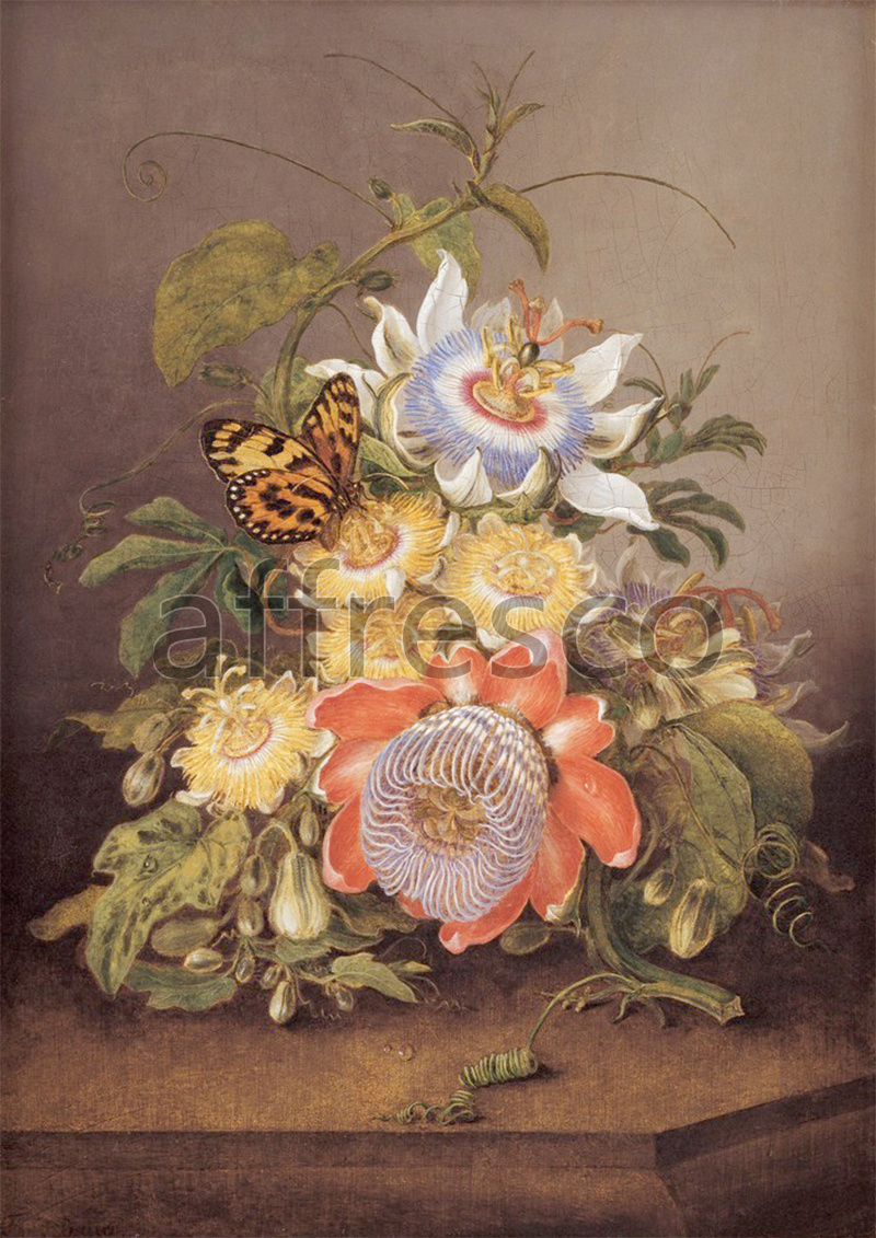 Каталог Аффреско, НатюрмортFerdinand Bauer, Passionflowers | арт. Ferdinand Bauer, Passionflowers