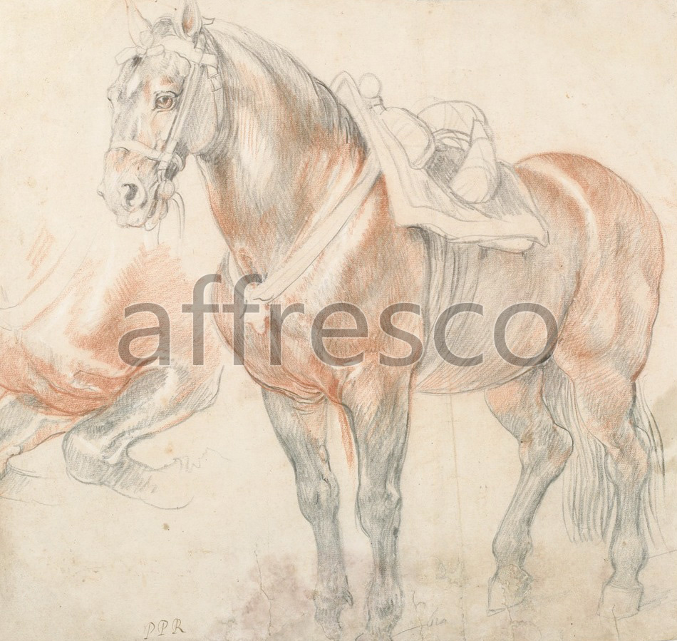 Каталог Аффреско, Картины с животнымиPeter Paul Rubens, Saddled Horse | арт. Peter Paul Rubens, Saddled Horse