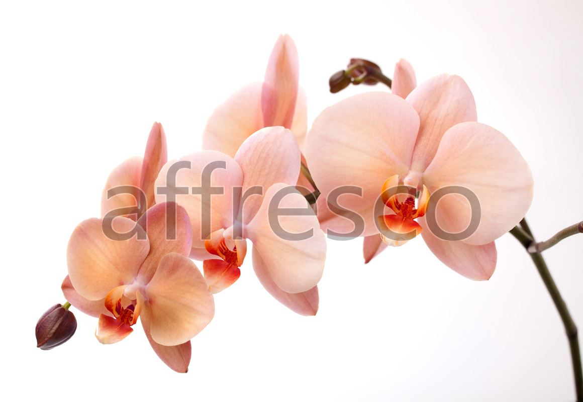 Ветка нежной орхидеи